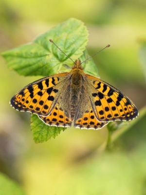 Papuves raibenis<br/>ISORIA LATHONIA