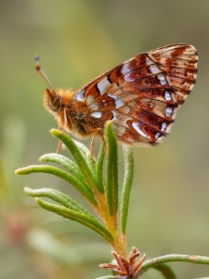 Dzērveņu raibenis<br/>BOLORIA  AQUILONARIS