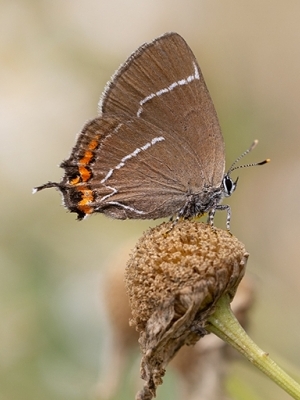 Gobu astainītis <br/> SATYRIUM W-ALBUM