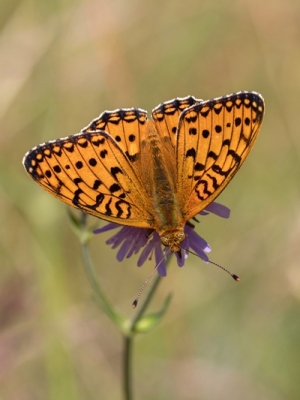 Parastais perlamutra raibenis<br/>ARGYNNIS AGLAJA