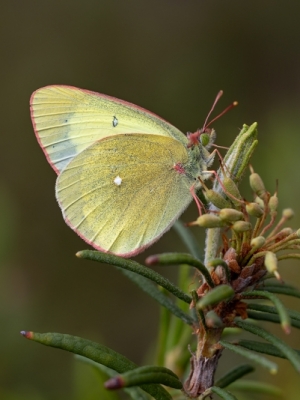 Purva dzeltenis<br/>COLIAS PALAENO