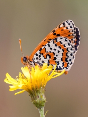 Ceļteku pļavraibenis <br/>MALITAEA DIDYMA