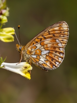 Agrais purvraibenis <br/>BOLORIA EUPHROSYNE