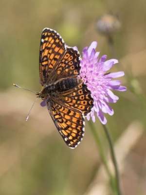 Mauragu pļavraibenis<br/>MELITAEA CINXIA