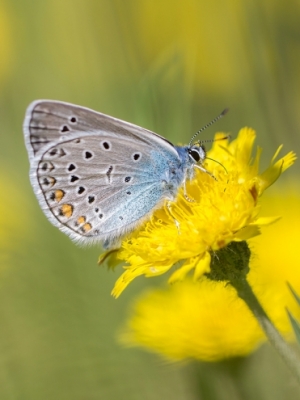 Vīķu zilenītis<br/>POLYOMMATUS AMANDUS