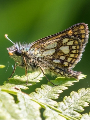 Melnais gāršas resngalvītis<br/>CARTEROCEPHALUS PALAEMON