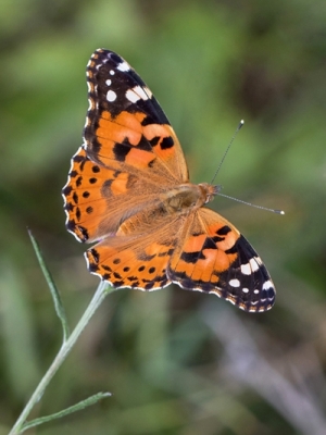Dadžu raibenis<br/>VANESSA CARDUI