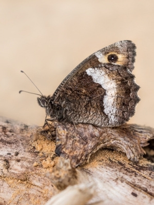 Lielais silsamtenis <br/> HIPPARCHIA ALCYONE
