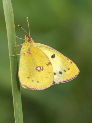 Pļavas dzeltenis<br/>COLIAS HYALE