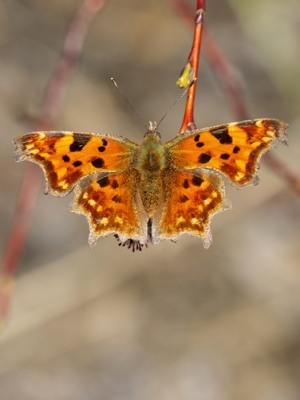 Jāņogu raibenis<br/>POLYGONIA C-ALBUM