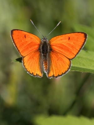 Lielais skābeņu zeltainītis<br/>LYCAENA DISPAR