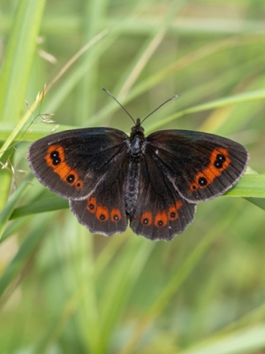 Gāršas brūnulis <br/>EREBIA  AETHIOPS