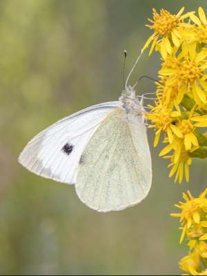 Rāceņu baltenis<br/>PIERIS RAPAE