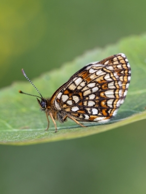 Baldriānu pļavraibenis<br/>MELITAEA DIAMINA
