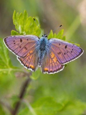 Violetais zeltainītis<br/>LYCAENA  ALCIPHRON