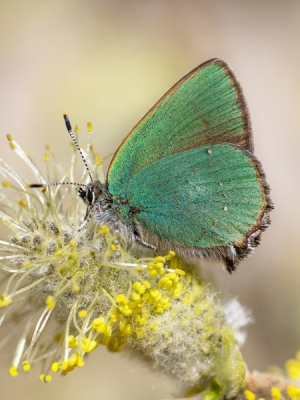 Aveņu astainītis<br/>CALLOPHRYS RUBI