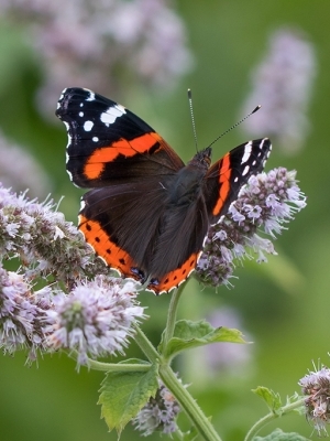 Lielais nātru raibenis<br/>VANESSA ATALANTA