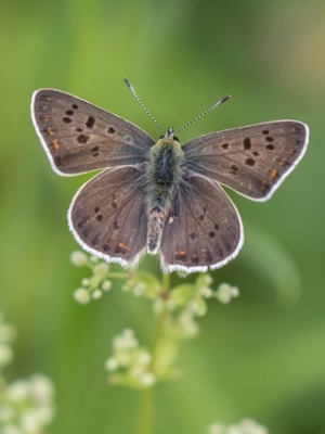 Brūnais zeltainītis<br/>LYCAENA TITYRUS