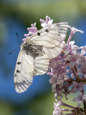 Cīrulīšu dižtauriņš<br/>PARNASSIUS MNEMOSYNE