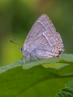 Ozolu zefīrs<br/>FAVONIUS QUERCUS