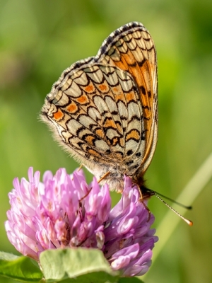 Dzelzeņu pļavraibenis<br/>MELITAEA PHOEBE