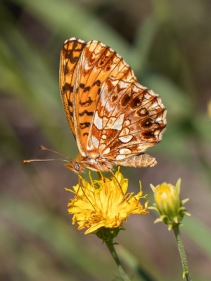 Mazais vijolīšu purvraibenis<br/>BOLORIA DIA