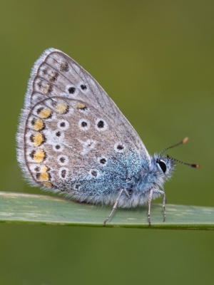 Parastais zilenītis<br/>POLYOMMATUS ICARUS