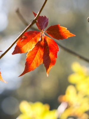 Rudens