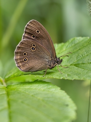 Parastais samtenis<br/>APHANTOPUS HYPERANTHUS