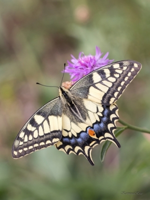 Čemurziežu dižtauriņš<br/>PAPILIO MACHAON