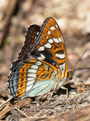 Apšu raibenis<br/>LIMENITIS POPULI