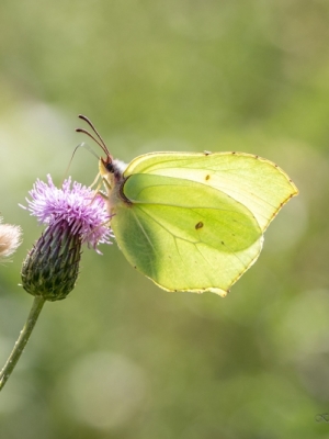 Krūkļu baltenis<br/>GONEPTERYX RHAMNI
