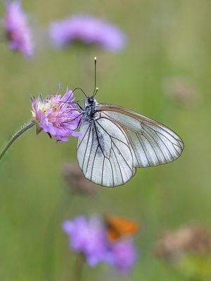 Lapkoku baltenis<br/>APORIA CRATAEGI