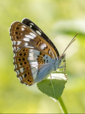 Sausseržu raibenis<br/>LIMENITIS CAMILLA