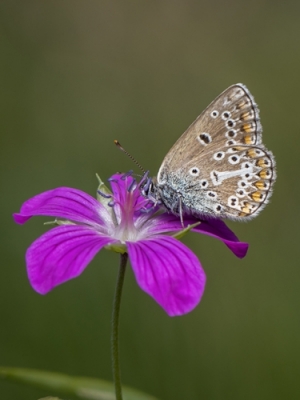 Gandreņu zilenītis <br/>EUMEDONIA EUMEDON