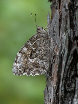 Parastais silsamtenis<br/>HIPPARCHIA SEMELE