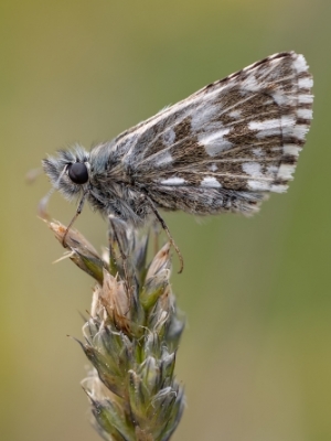 Parastais resngalvītis<br/>PYRGUS MALVAE