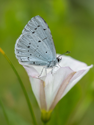 Krūkļu zilenītis<br/>CELESTRINA ARGIOLUS