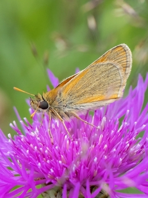 Brūndzeltenais pļavas resngalvītis<br/>THYMELICUS SYLVESTRIS