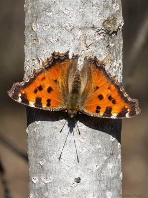 Kārklu raibenis<br/>NYMPHALIS XANTHOMELAS