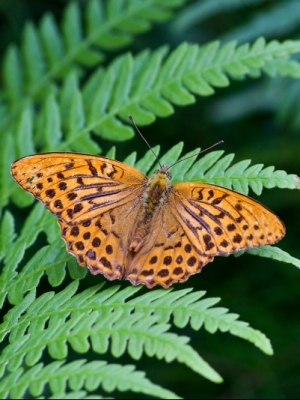 Lielais meža raibenis<br/>ARGYNNIS PAPHINA