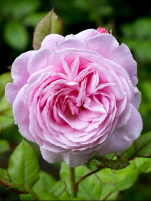 Rozes