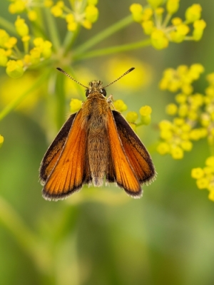 Melnūsainais pļavas resngalvītis<br/>THYMELICUS LINEOLA