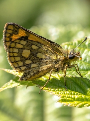 Dzeltenais gāršas resngalvītis<br/>CAREROCEPHALUS SILVICOLUS