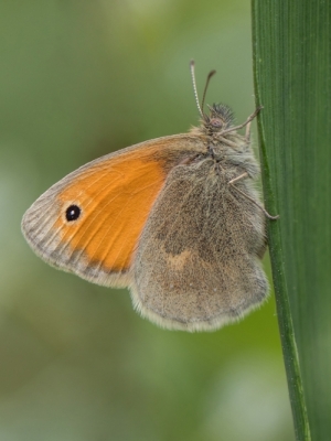 Parastais sīksamtenis<br/>COENONYMPHA PAMPHILUS
