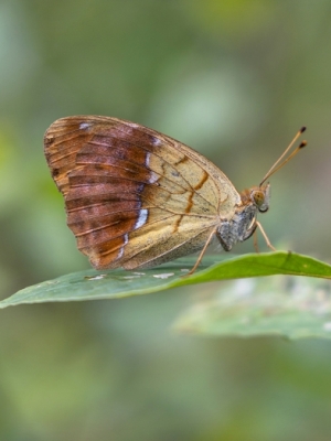 Atraitnīšu raibenis<br/>ARGYNNIS LAODICE