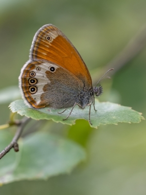 Lauka sīksamtenis<br/>COENONYMPHA ARCANIA