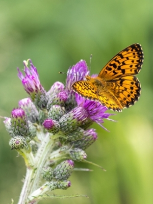 Lielais vijolīšu purvraibenis<br/>BOLORIA TITANIA