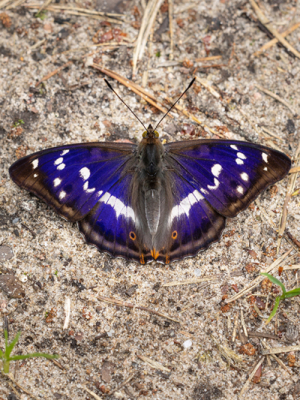 Kārklu zaigraibenis <br/>APATURA IRIS