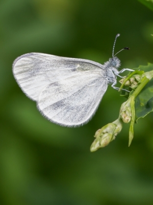 Dedestiņu baltenis<br/>LEPTIDEA SINAPIS 